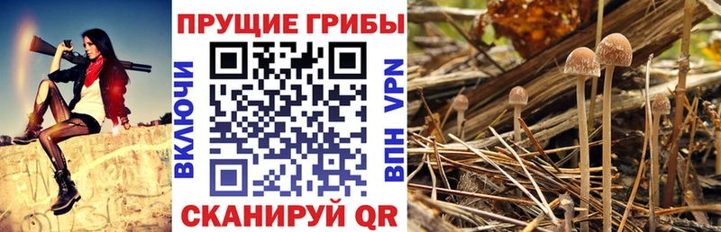 Галлюциногенные грибы мицелий Лесной